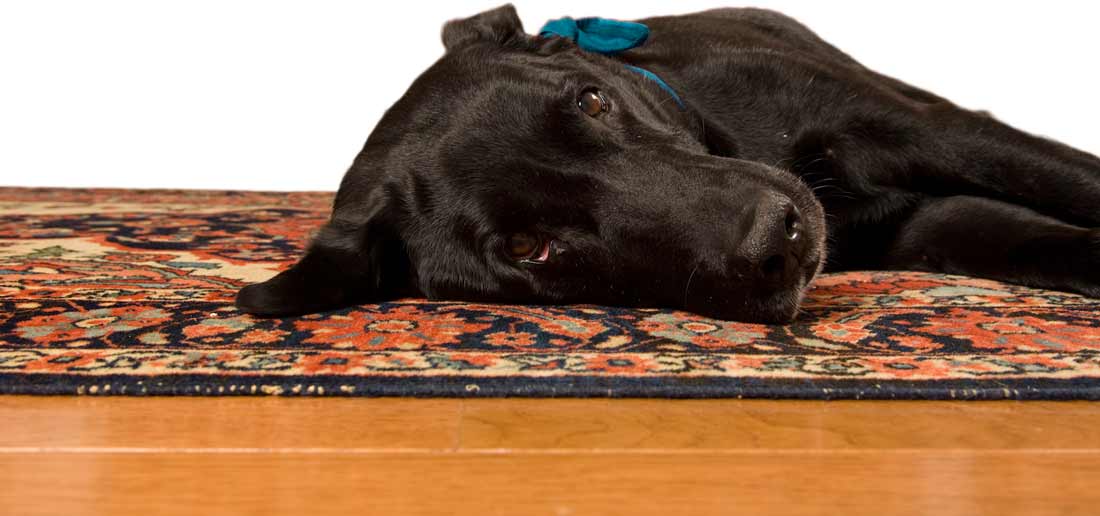 Our black lab mix laying on an antique Farahan Sarouk carpet.